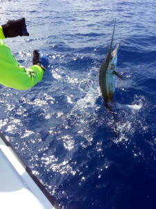 Sailfish jumping at the boat